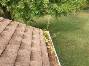 gutter with plants growing inside